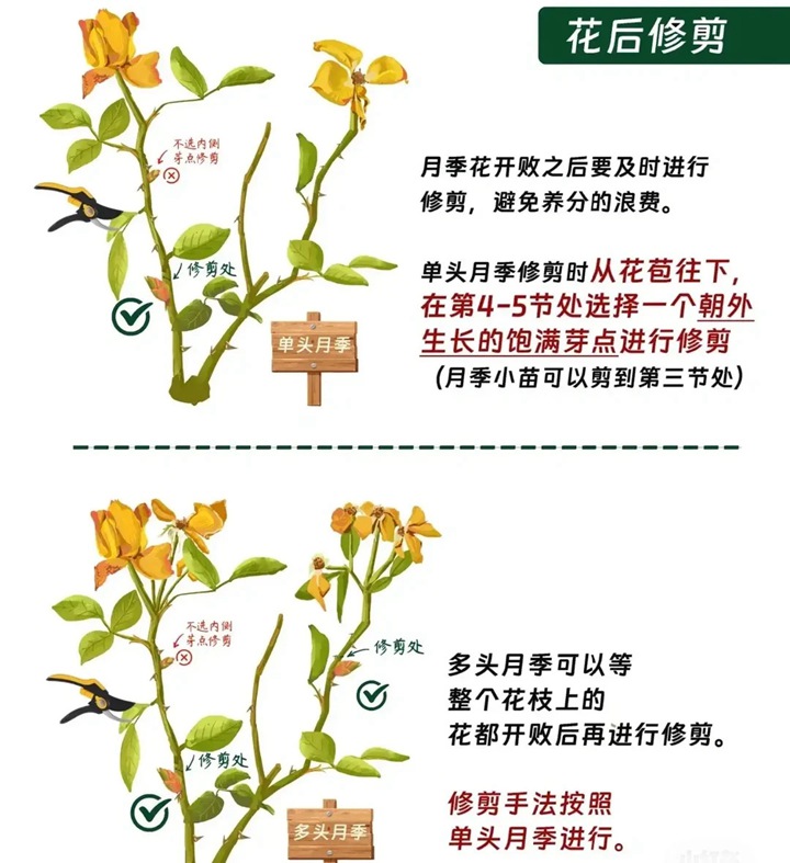 月季花修剪方法图解