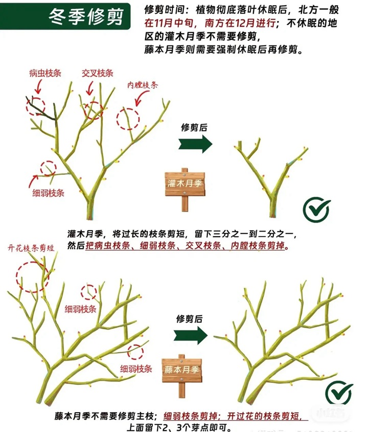 月季花修剪方法图解