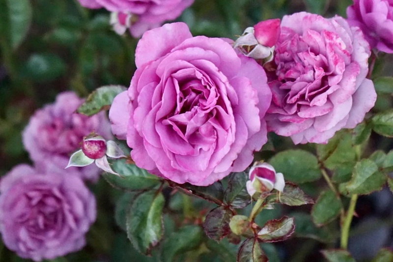 藤本安琪儿Angel Face