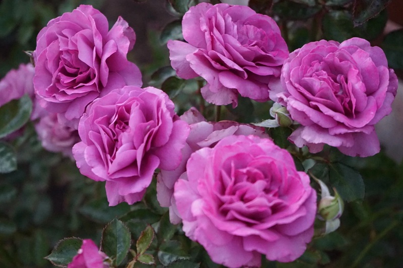 藤本安琪儿Angel Face