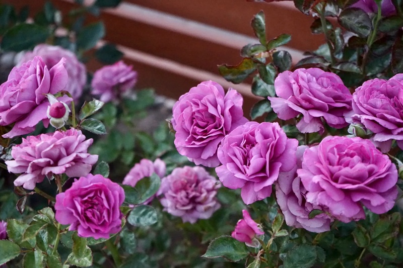 藤本安琪儿Angel Face