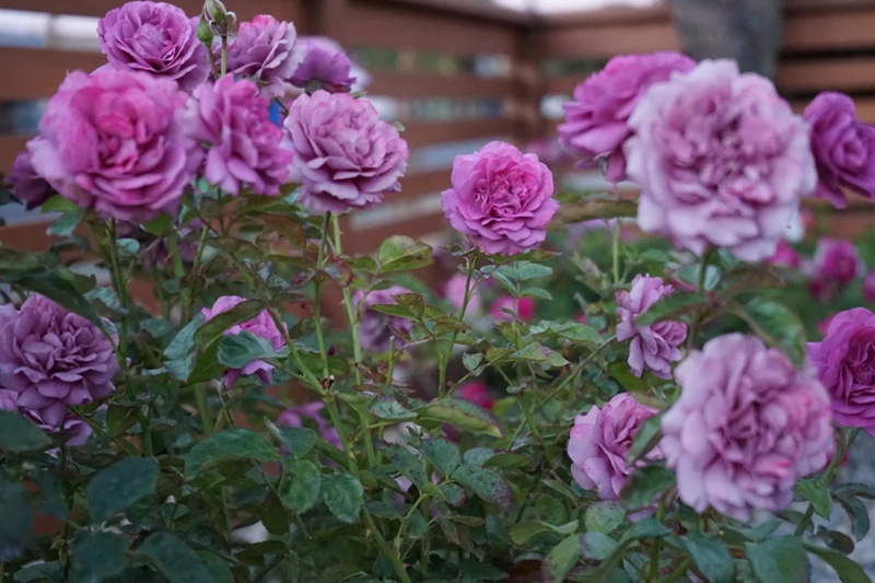 藤本安琪儿Angel Face