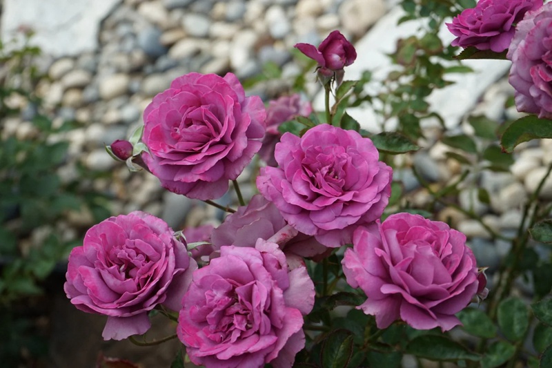 藤本安琪儿Angel Face