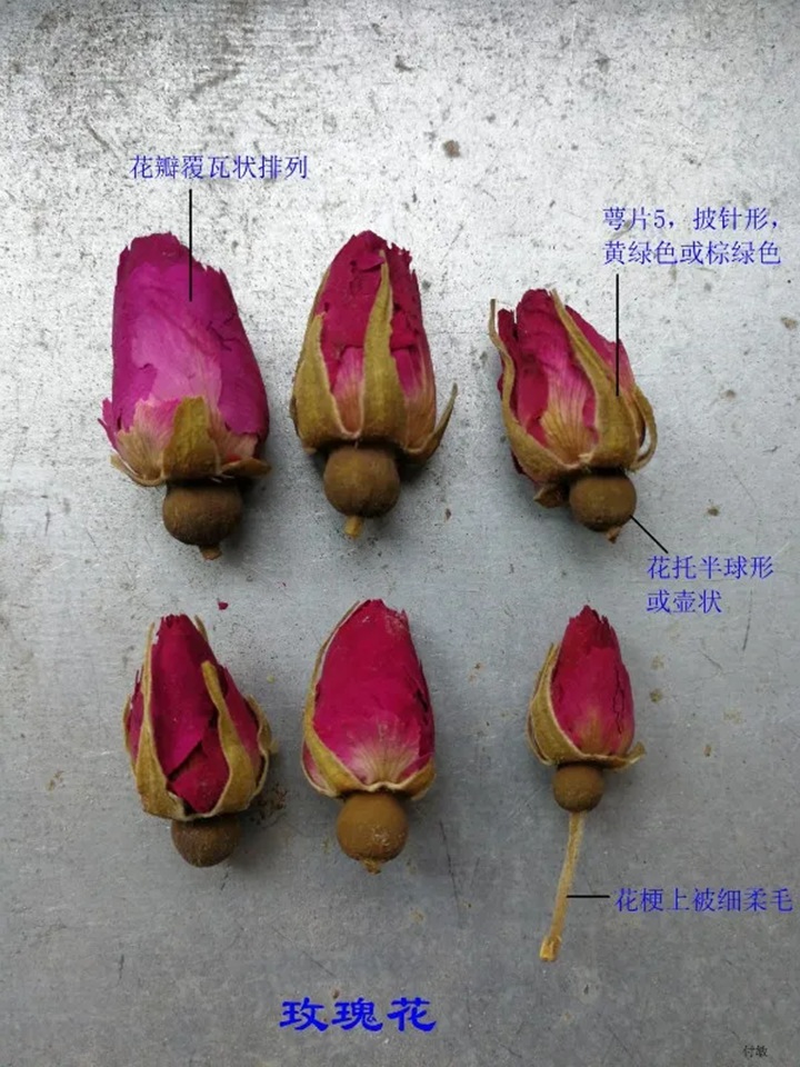 1766368223478212.jpg 月季花和玫瑰花的区别在哪里