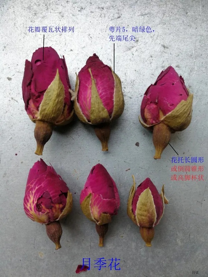 1766368223970837.jpg 月季花和玫瑰花的区别在哪里