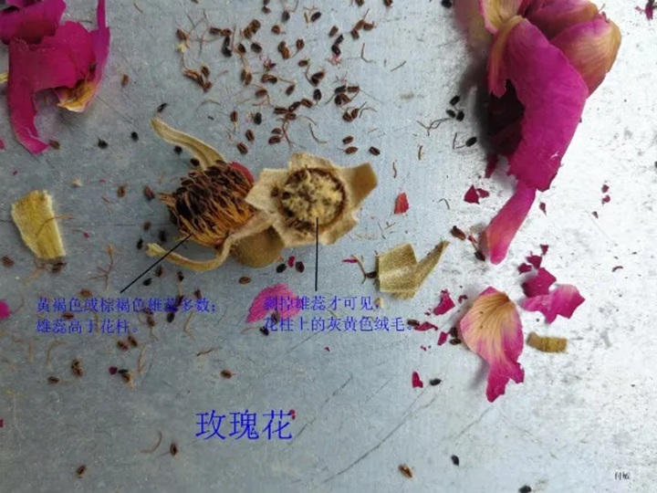 1766368264809973.jpg 月季花和玫瑰花的区别在哪里