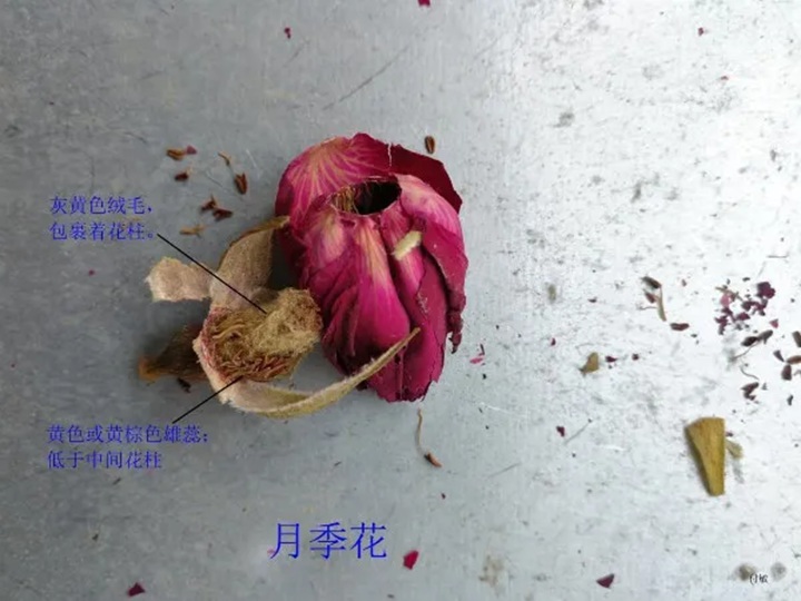 1766368264415932.jpg 月季花和玫瑰花的区别在哪里