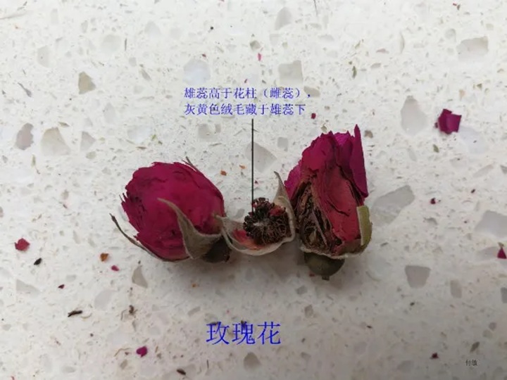 1766368264801723.jpg 月季花和玫瑰花的区别在哪里