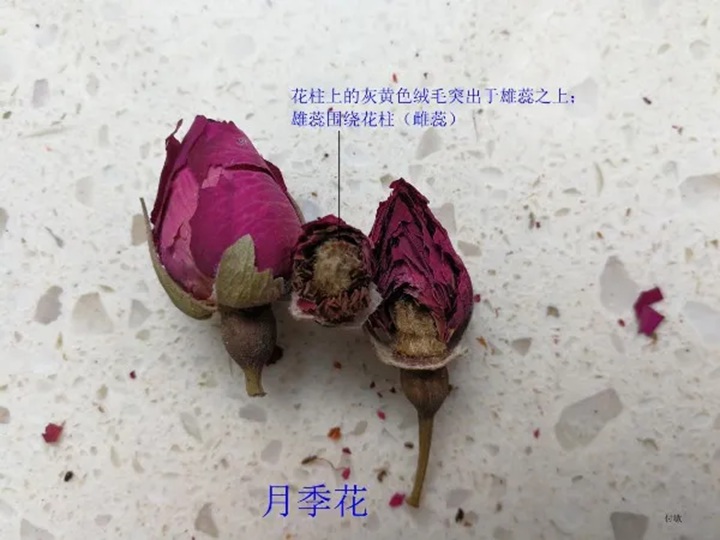 1766368264484668.jpg 月季花和玫瑰花的区别在哪里