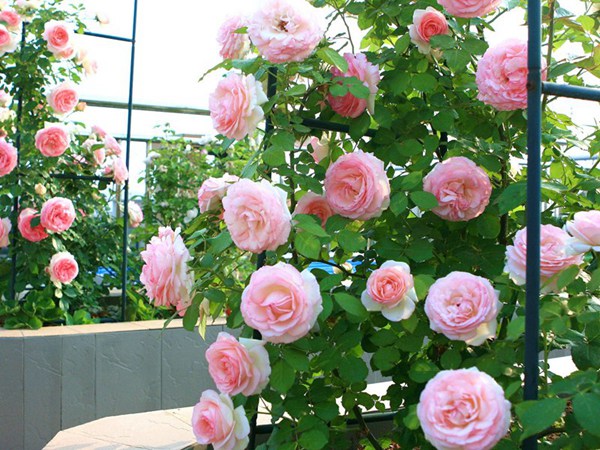 月季排行榜前十名