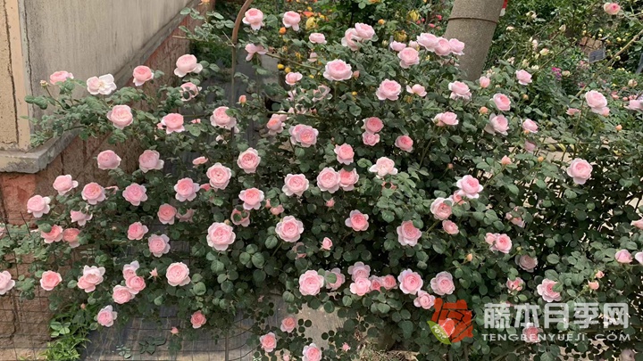 月季排行榜前十名