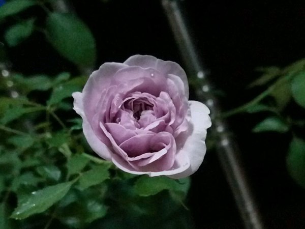 月季排行榜前十名