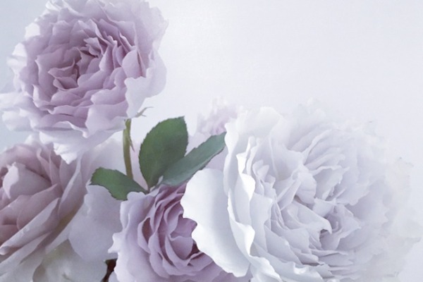 月季排行榜前十名