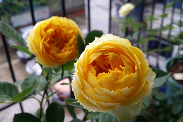 月季排行榜前十名