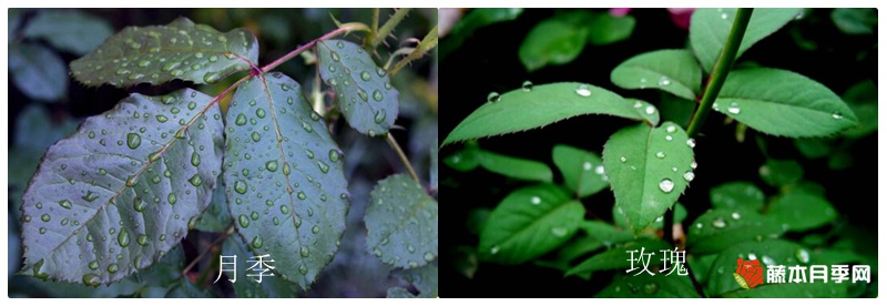 月季花与玫瑰花的区别