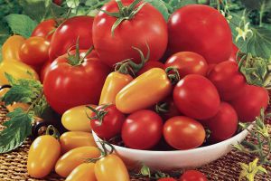 1个番茄也能种出一个菜园