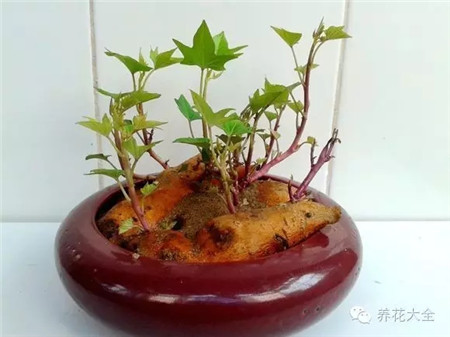 土培红薯凹造型