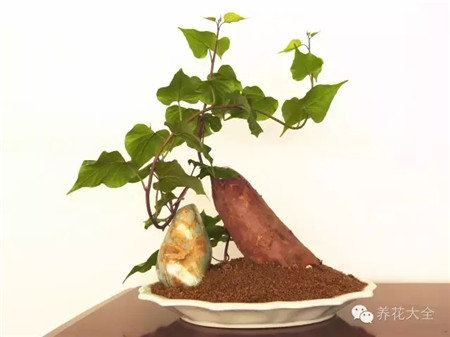 土培红薯造型