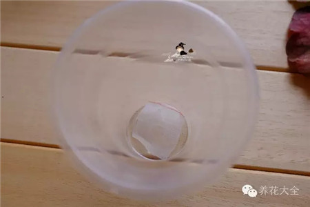 透明的塑料水杯