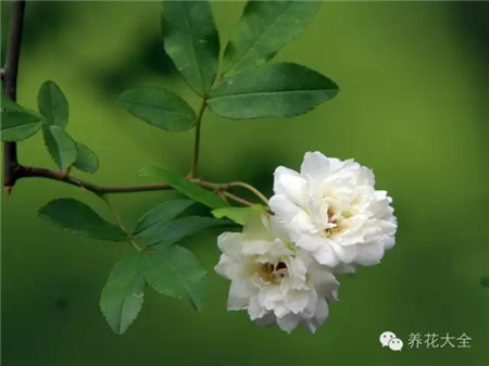 木香花花墙