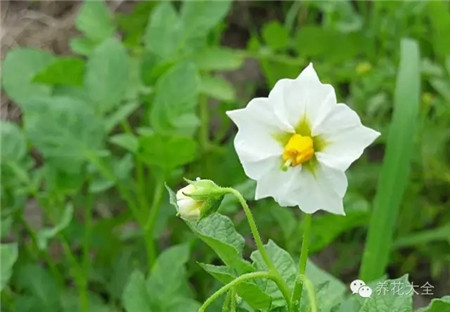 马铃薯花