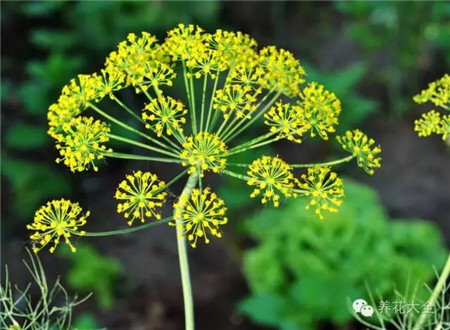 茴香花开