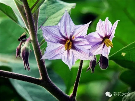 茄子花开