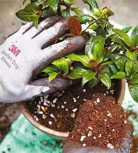 正确地栽植花木