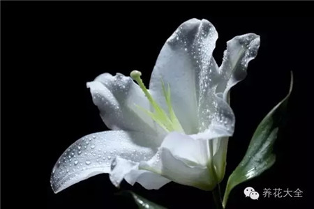 圣母百合美白肌肤的神奇花朵
