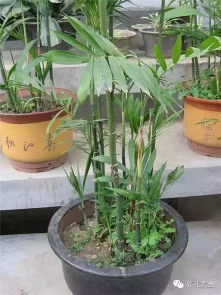 夏威夷椰子茎秆：有竹节