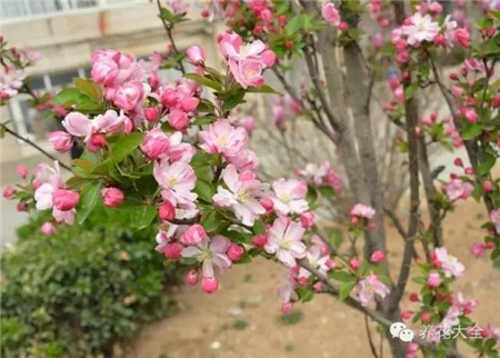西府海棠花：花开向上
