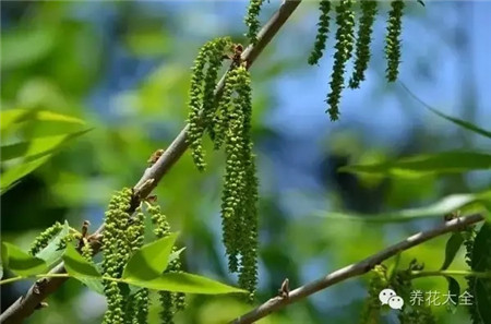 碧根果开花