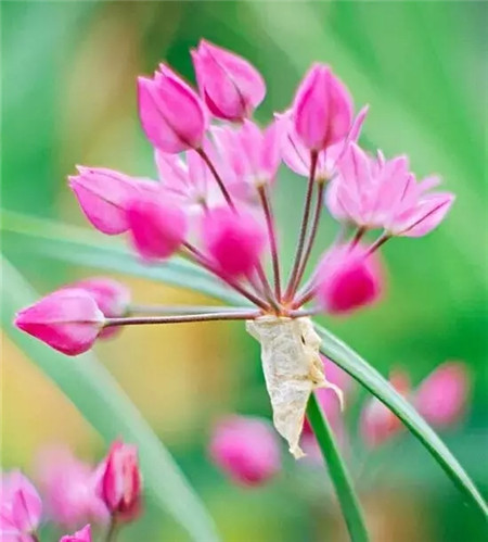 花葱图片