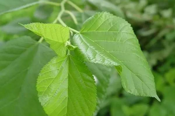 天呐！原来这些植物也可以当农药用