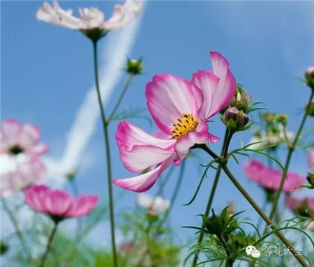 波斯菊播种