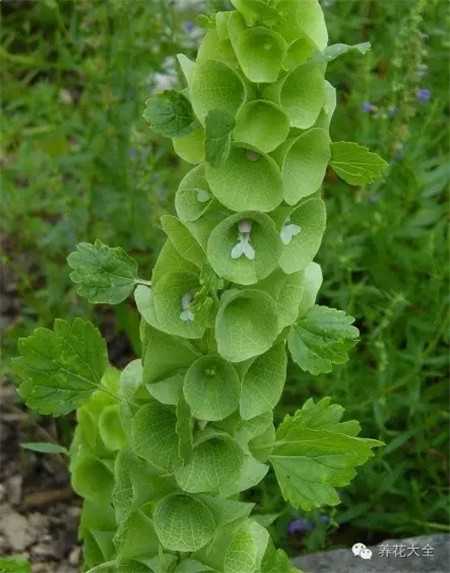 贝壳花播种