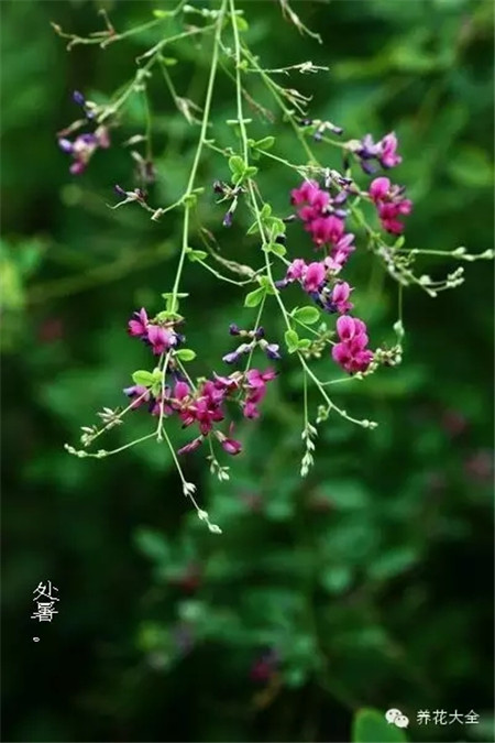 二十四节气花草图