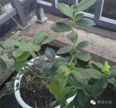 蓝莓种植