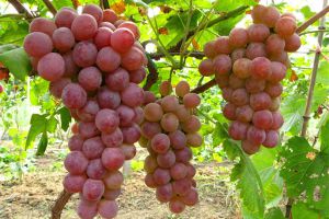 常见葡萄品种大全