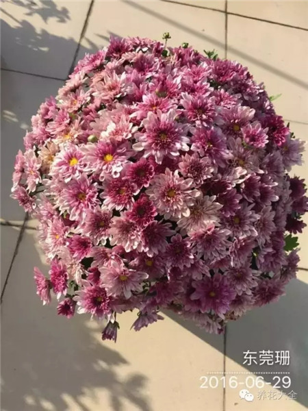 夏菊