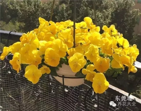 花球图片