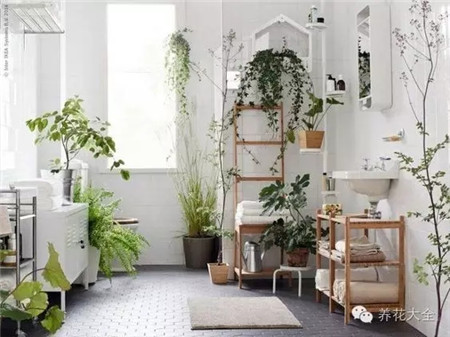 卫浴——卫浴旺财植物，当能与水共舞