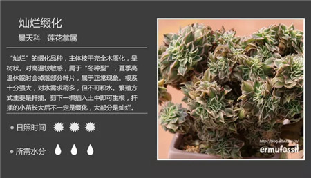 灿烂辍化