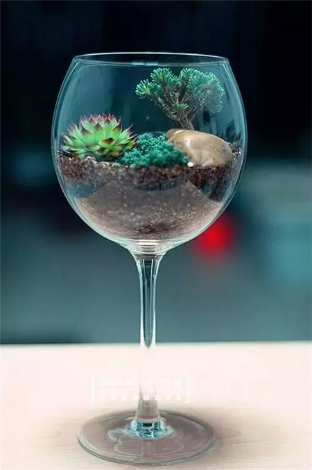玻璃杯中的植物