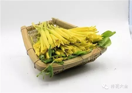 黄花菜食用注意事项