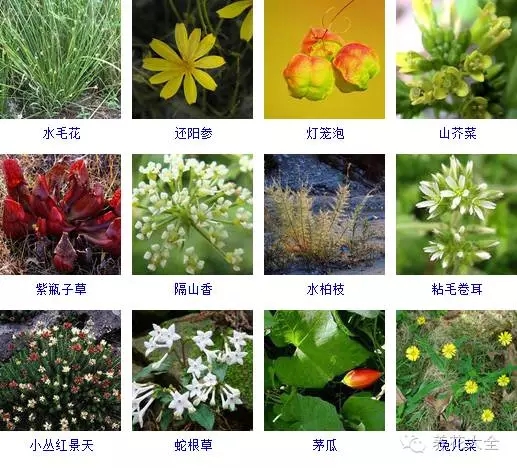 288种草本植物，没见过的赶紧收起来~