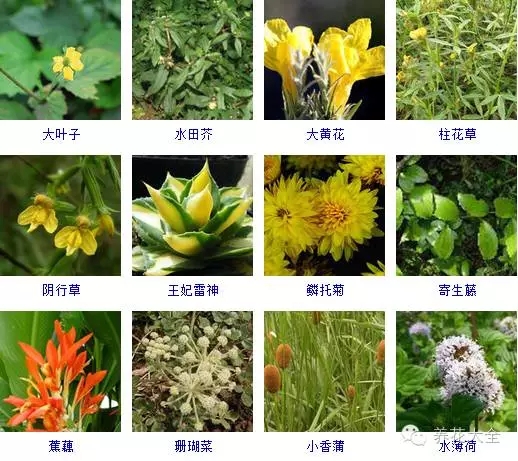 288种草本植物，没见过的赶紧收起来~