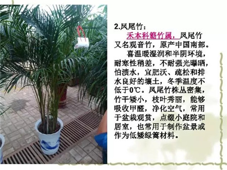 植物图片