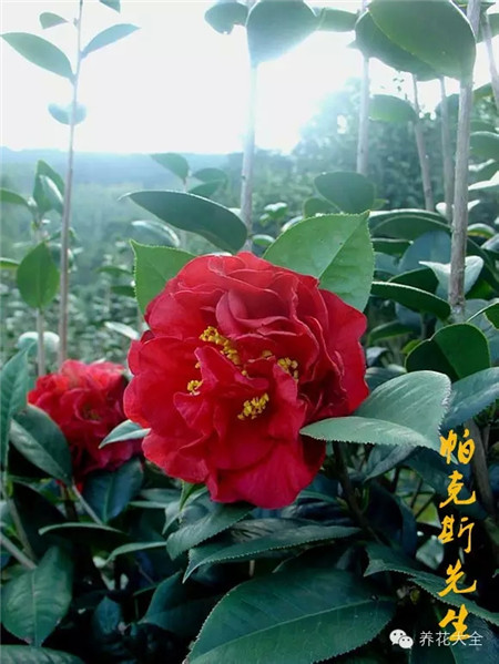 茶花虫害防治