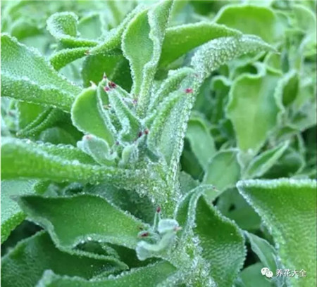 水晶冰菜